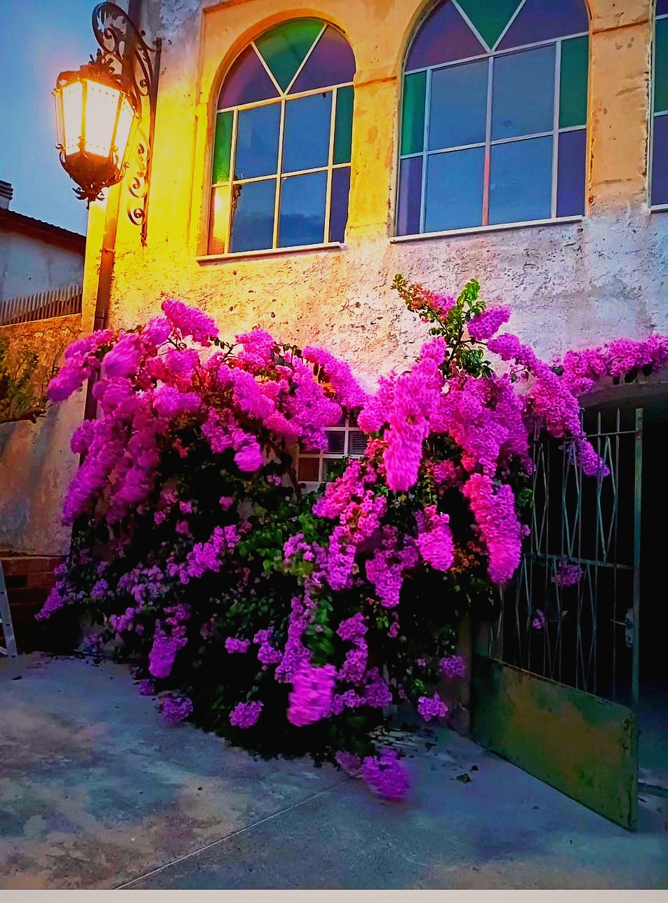 Exterior of Corte Averaldo at dusk — 16th century historic building covered in bougainvillea flowers, Portese San Felice del Benaco, Lake Garda Italy
